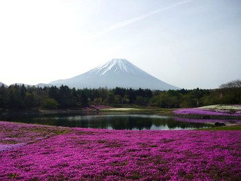芝桜と富士山.JPG